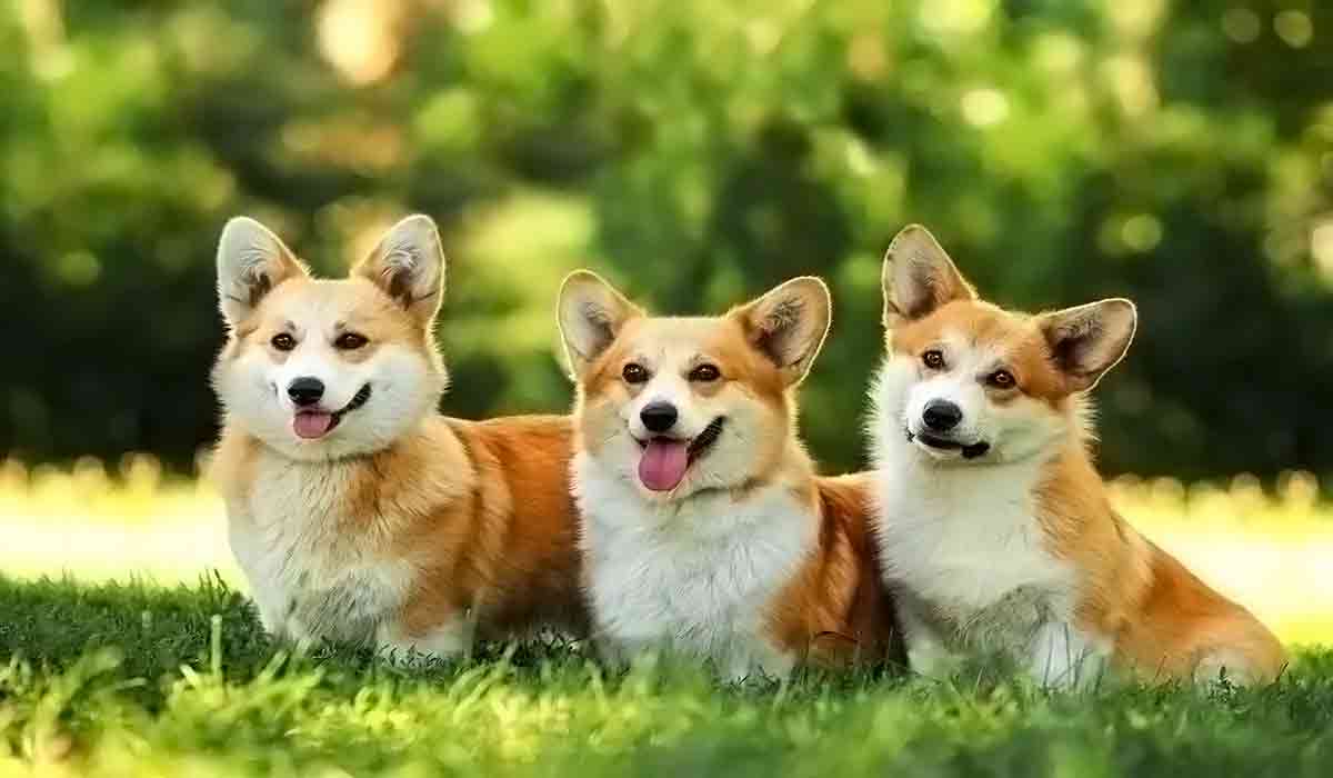 手机号自动轰炸